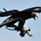 Image for article titled Even Anti-Drone Eagles Can't Escape the 2022 Tech Layoffs